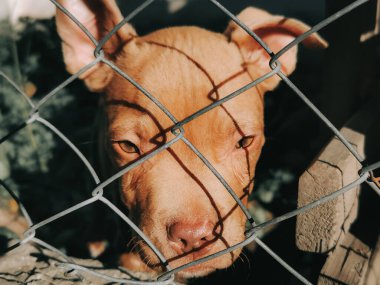 Kahverengi güzel kahverengi gözlü sevimli köpekler.