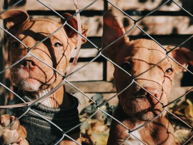 Kahverengi güzel kahverengi gözlü sevimli köpekler.