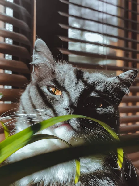 Kočka Stojí Okně Vyhřívá Slunci Vedle Zelené Čerstvé Rostliny — Stock fotografie