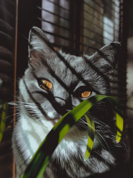 Macska Áll Ablakon Sütkérezik Napon Mellett Egy Zöld Friss Növény — Stock Fotó