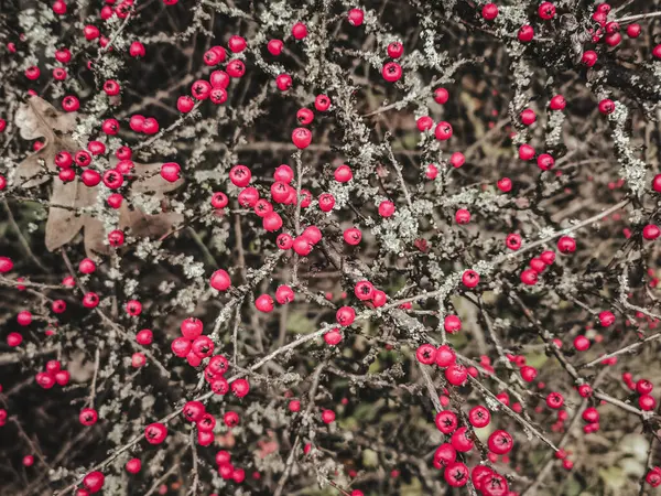 stock image Background of twigs with red berries.