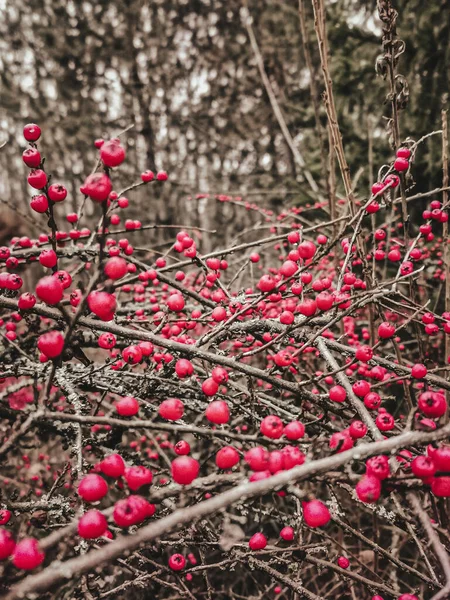 赤い果実を持つ小枝の背景 — ストック写真