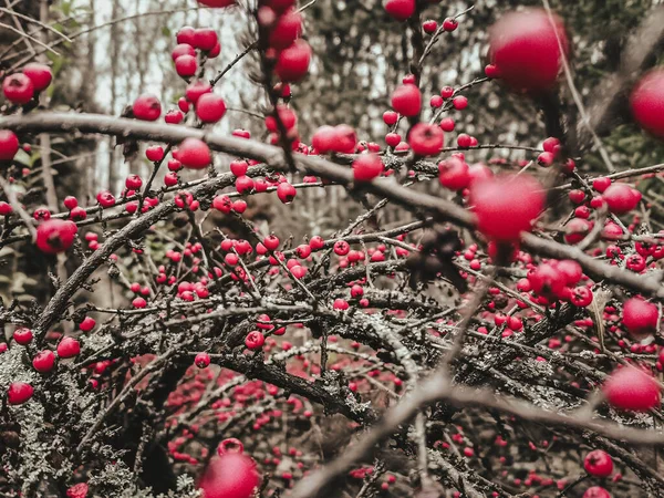 Background Twigs Red Berries — Stock Photo, Image