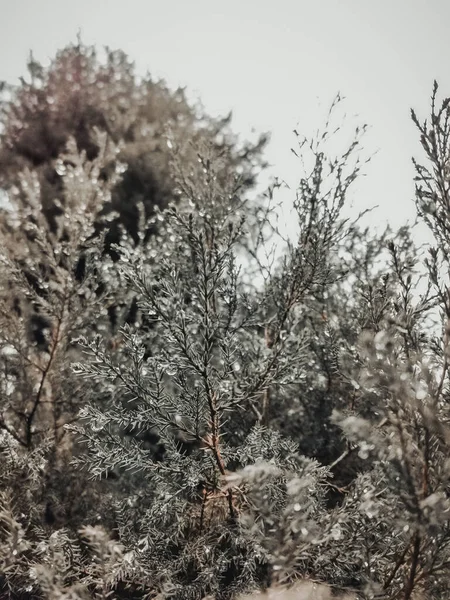 Γκρι Πράσινο Κωνοφόρο Δέντρο Στη Βροχή — Φωτογραφία Αρχείου