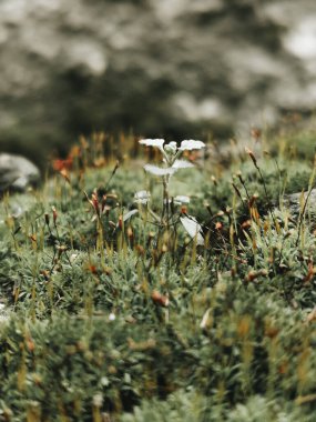 Green beauty: moss and fragile plants in harmony