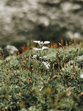 Green beauty: moss and fragile plants in harmony