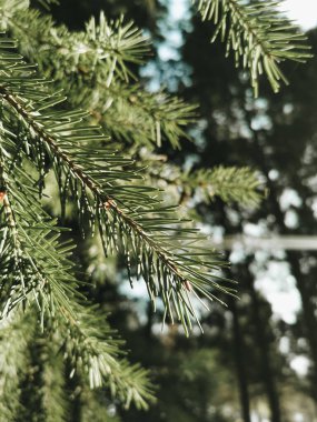 Wintry Serenity: Evergreen Spruce with Delicately Soft Needles Against a Snowy Background.