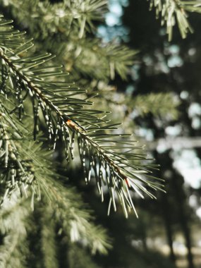 Wintry Serenity: Evergreen Spruce with Delicately Soft Needles Against a Snowy Background.