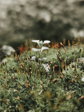 Green beauty: moss and fragile plants in harmony