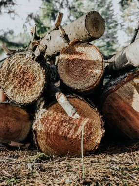 It's a beautiful comfort: a stack of felled logs amidst the forest thicket.