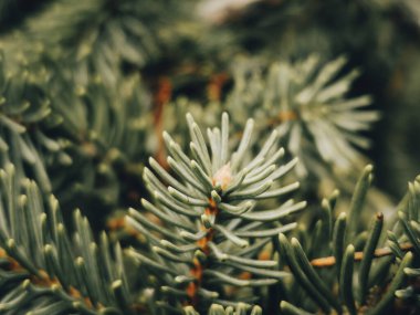 Wintry Serenity: Evergreen Spruce with Delicately Soft Needles Against a Snowy Background.
