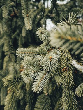 Wintry Serenity: Evergreen Spruce with Delicately Soft Needles Against a Snowy Background.