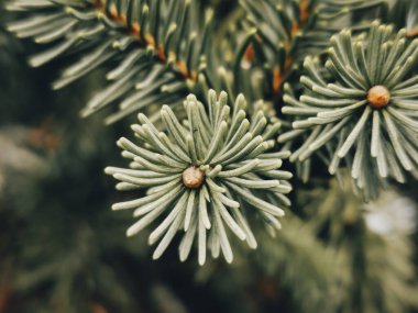 Wintry Serenity: Evergreen Spruce with Delicately Soft Needles Against a Snowy Background.