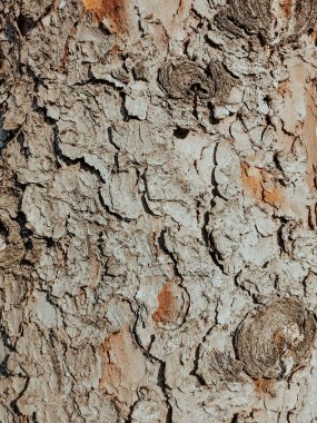 Natural beauty: the texture of the tree bark, creating a unique organic pattern and charm.