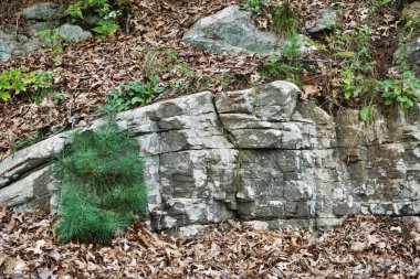 Düşen yapraklar ve yeşil bitkilerle çevrili doğal kaya oluşumu yatay arka plan