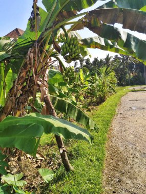 Güneşli bir günde Bali Endonezya kırsalındaki bir patikanın yanındaki tropik bir palmiye ağacına asılmış bir avuç olgunlaşmamış muz.