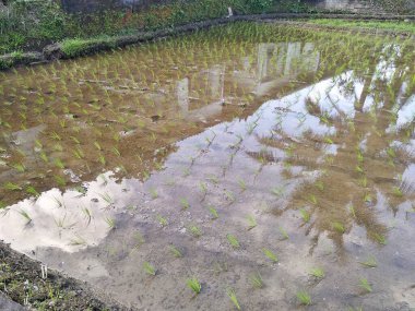 Bir yarısında yeşil fidanları olan Bali pirinç tarlası ve diğer tarafında tropik palmiye ağaçları var.