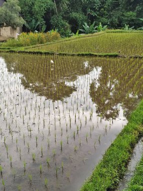 Tropikal yapraklar sel basmış pirinç tarlasına yansıyarak Bali Endonezya 'nın düzenli sıralarına ekilmiş taze fidanlar ekti.