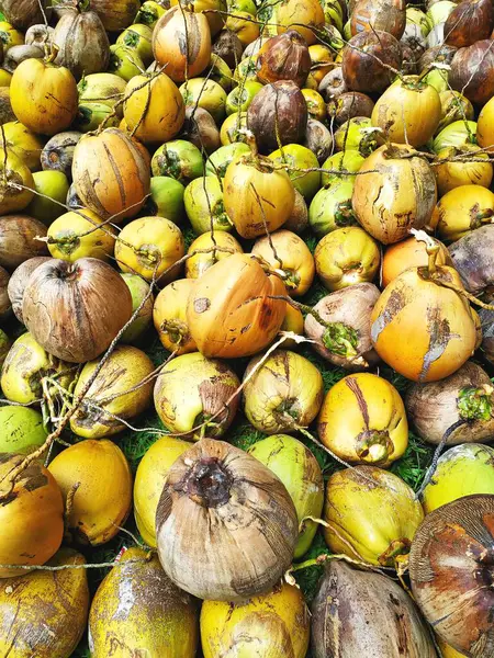 Bali Endonezya 'nın doğal arka planında yeni toplanmış sarı, kahverengi ve yeşil hindistan cevizleri yığını.