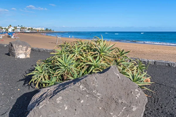 西班牙卡门港 2022年11月28日 在兰萨罗特岛 Lanzarote 的公共海滩上种植的巨大的芦荟植物 以及机场与卡门港 Puerto Del Carmen 之间的波奇洛斯海路 图库照片