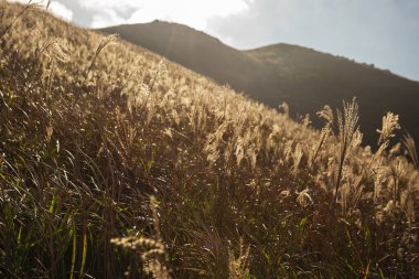Sonbahar gümüşü çimenler. Klasik sonbahar manzarası arkaplanı