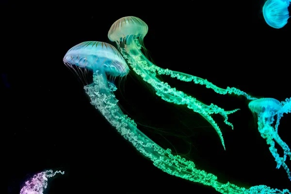 Medúzy Chrysaora Fuscescens Neboli Tichomořská Mořská Kopřiva — Stock fotografie