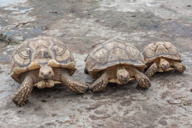 Afrika kaplumbağası veya Geochelone Sulcata hayvanat bahçesinde