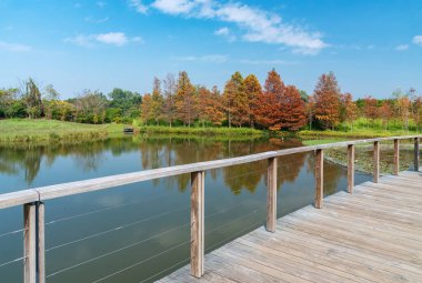 Larix laricina, namı diğer tamarack, hackmatack, doğu, siyah, kırmızı veya Amerikan tarlası Hong Kong Wetland Park 'ında.