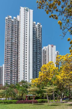 Hong Kong 'daki halk parkında pembe trompet ağacı (Tabebuia rosea)
