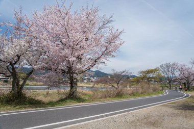 Idyllic landscape of cherry blossom road in Arashiyama, Kyoto, Japan