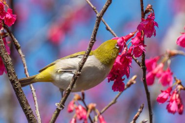 Bird warbling white-eye collecting nectar on prunus cerasoides flower in springtime season