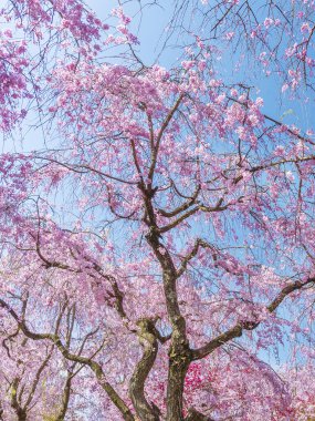 Güzel kiraz sakura çiçeği, mavi gökyüzü arka planında çiçek açar.