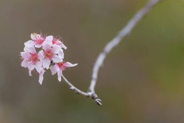 Closeup view of sakura flower in springtime season