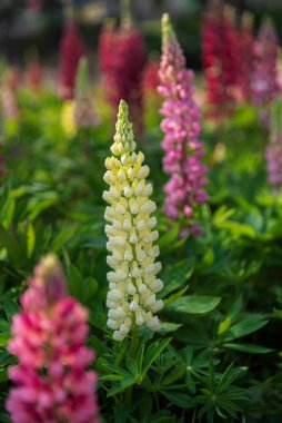 Closeup view of flower Lupinus in garden