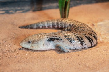 Closeup view of Eastern Blue-tongued skink ( Tiliqua scincoides)
