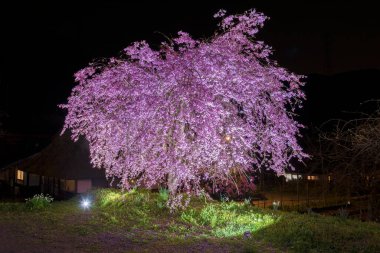 Sakura Japon Bahçe çiçek ağacında geceleri çiçeklenme