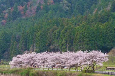 Kiraz veya Sakura çiçekleri Kyoto, Japonya