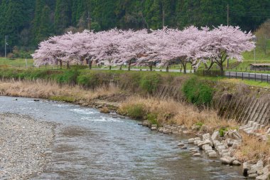 Kiraz veya Sakura çiçekleri Kyoto, Japonya
