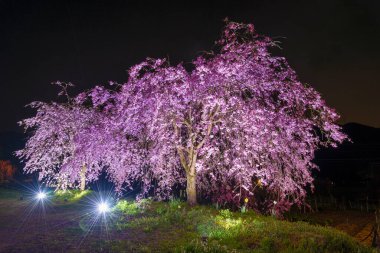 Sakura Japon Bahçe çiçek ağacında geceleri çiçeklenme