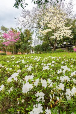 Kamu parkındaki gül trompet ağacı (Tabebuia rosea) ve çiçek tarlası