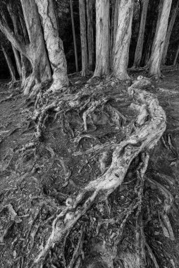Ormandaki banyan ağacının kökünün yakın görüntüsü