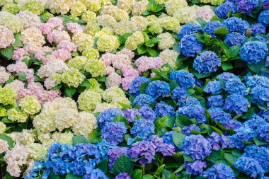 Hydrangea makrophylla (Hortensia grubu) çiçek tarlası doğal bahçe arka planında çiçek açıyor