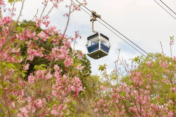 Teleférico Com Flor Cereja Plena Floração Hong Kong — Fotografia de Stock