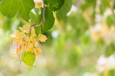 Örümcek ağacı çiçeği (Crateva Unilocularis) bahar mevsiminde çiçek açar. Doğal arkaplan