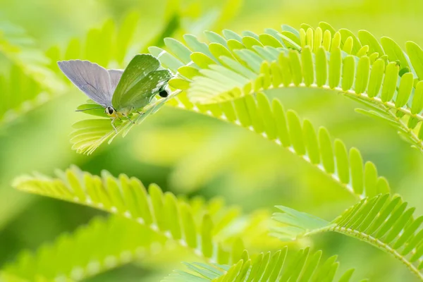 Vue Rapprochée Papillon Reposant Sur Une Plante — Photo