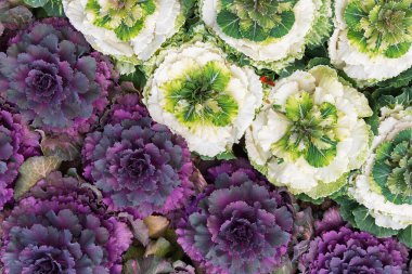 bitki brassica oleracea acephala bahçede