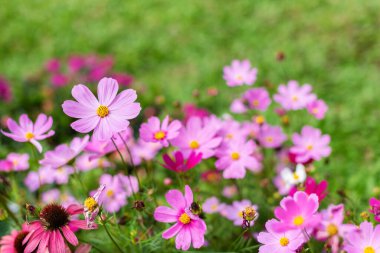 Kozmos bipinnatus, Meksika Aster, güzel bahçe manzarası, renkli çiçekler, pembe çiçek.