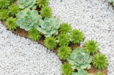 Agav sulu bitkiyakın. Doğal arka plan