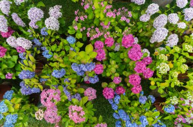 Hydrangea macrophylla (Hortensia group) flowers field blooming in natural garden background