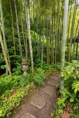 Bambu ormanlarındaki patika Meigetsuin Tapınağı, Kamakura, Japonya